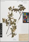 Foto von Salix myrsinifolia Salisb.